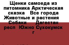 Щенки самоеда из питомника Арктическая сказка - Все города Животные и растения » Собаки   . Дагестан респ.,Южно-Сухокумск г.